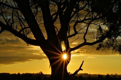 Silhouette trees against sky during sunset