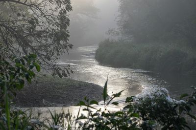 Scenic view of river in forest against sky