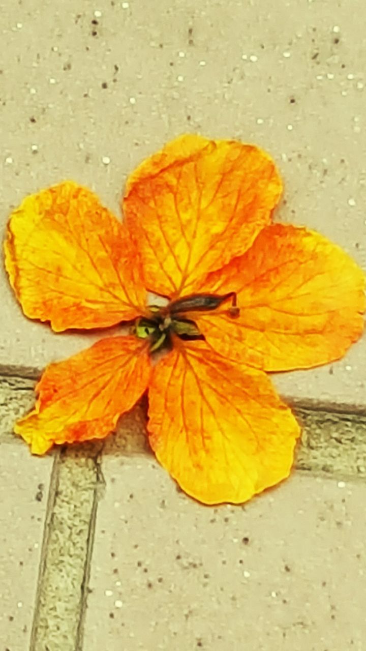 yellow, fragility, flower, close-up, petal, leaf, flower head, high angle view, freshness, single flower, dry, orange color, nature, autumn, no people, wet, outdoors, day, natural pattern, season