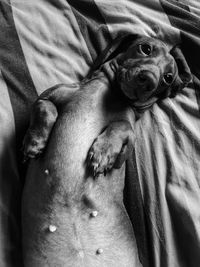 High angle view of dog relaxing on bed