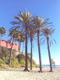 Palm trees on beach against clear sky