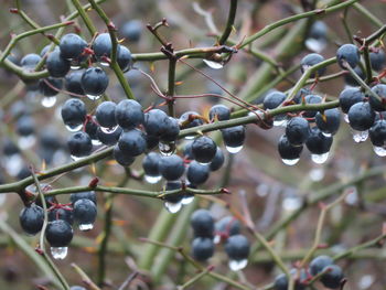 Close-up of berries growing on tree