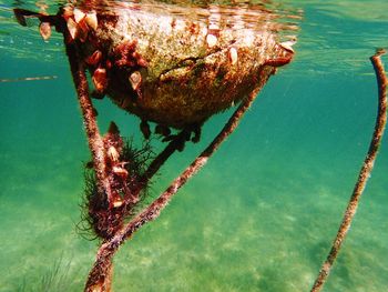 Close-up of turtle in sea