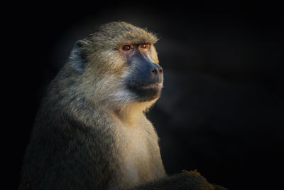 Close-up of monkey