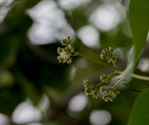 Close-up of white flowering plant