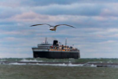 Seagulls flying in the sky