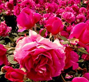 Close-up of pink flowers