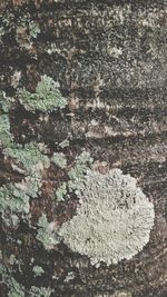 Full frame shot of tree