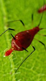 Close-up of insect on red flower