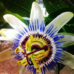 Close-up of white flower