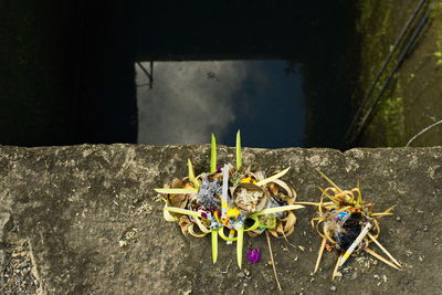 High angle view of various flower in temple