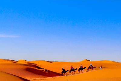 Camel ride across the dunes