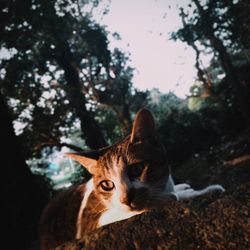 Close-up portrait of dog on tree