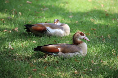 Ducks on grassy field