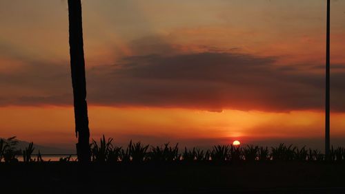 Silhouette trees against orange sky