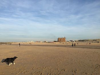 Dogs on sand against sky