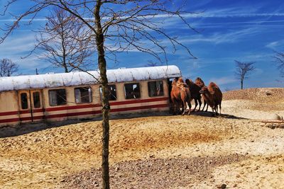 Bactrian camels standing by abandoned train on field against sky