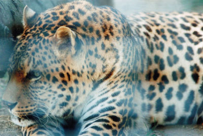 Close-up of a tiger