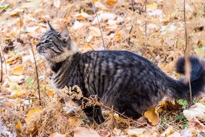 Close-up of cat during autumn