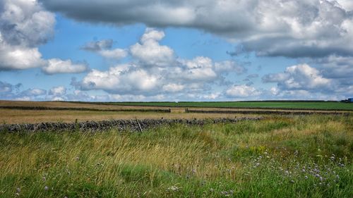 Scenic view of field against sky