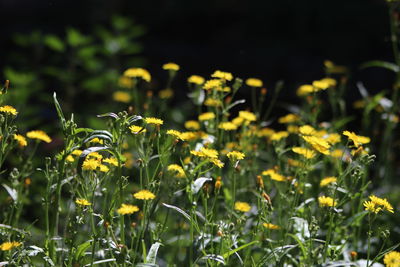 Close-up of yellow flowering plants on field