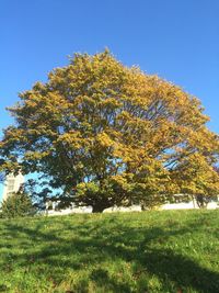 Low angle view of tree against clear sky