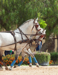 Horse cart by plants