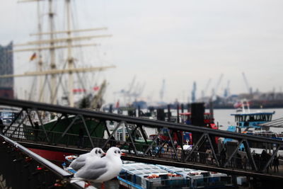 Close-up of seagull perching on harbor