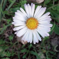 Close-up of daisy flower