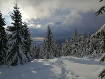 Snow covered pine trees against sky