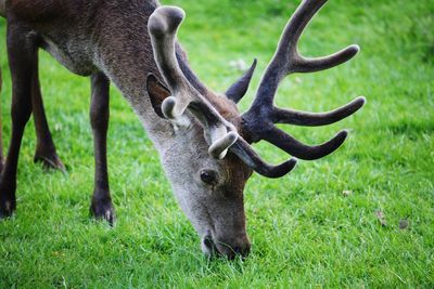 View of deer grazing on field