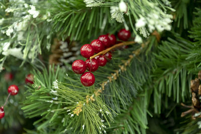 Close-up of red berries on tree