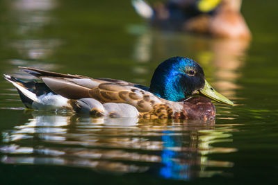 Close-up photo of a wild duck swimming