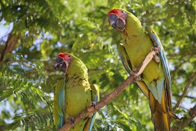 Low angle view of parrots perching on branch