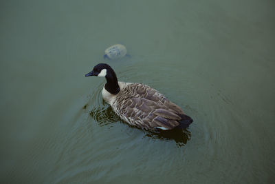 High angle view of duck swimming on lake