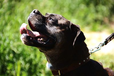 Close-up of a dog