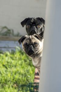 Portrait of a dog