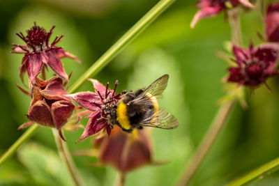 Close-up of bee pollinating on flower