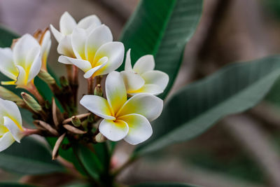 Close-up of white flowering plant