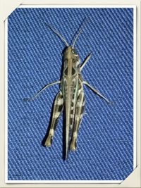 Close-up of insect on blue surface