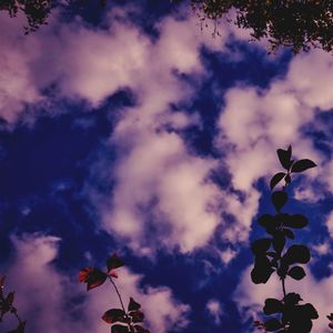 Low angle view of silhouette tree against sky