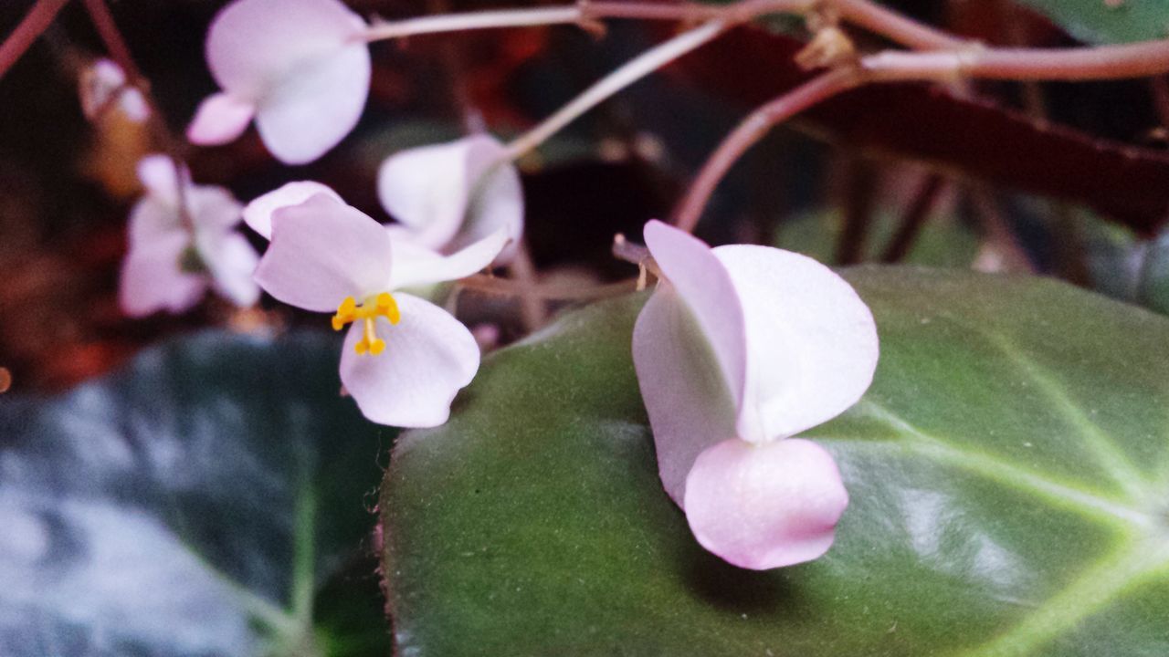 flower, freshness, petal, growth, fragility, beauty in nature, close-up, focus on foreground, flower head, leaf, nature, pink color, blooming, plant, bud, blossom, in bloom, branch, selective focus, park - man made space