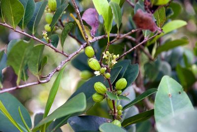Close-up of fruit growing on plant
