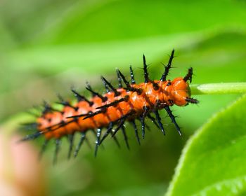 Close-up of insect on leaf