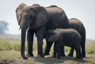 Elephants drinking water