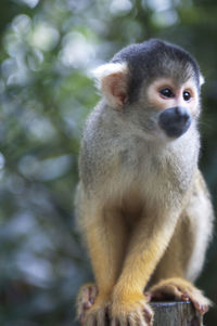 Close-up of squirrel monkey looking away