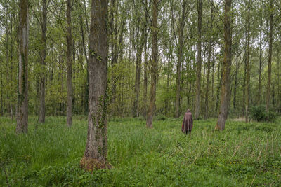 Trees in forest