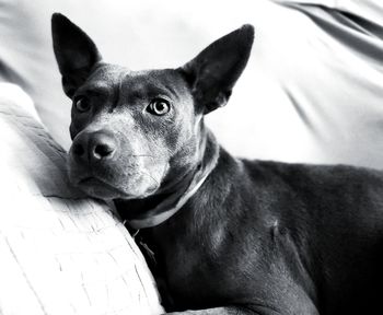 Close-up portrait of dog looking away