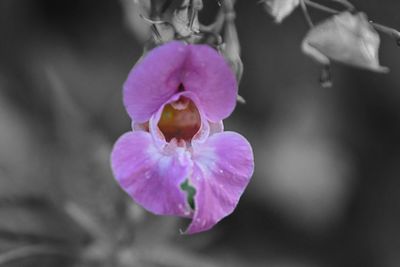 Close-up of purple flowering plant