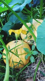 Close-up of yellow flowering plants on field